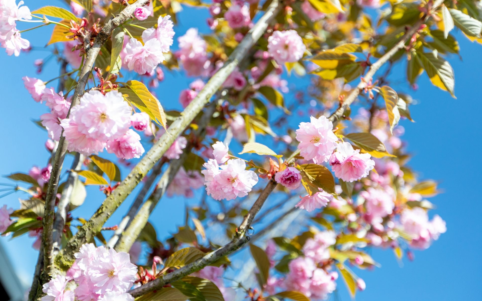 Vancouver Cherry Blossoms